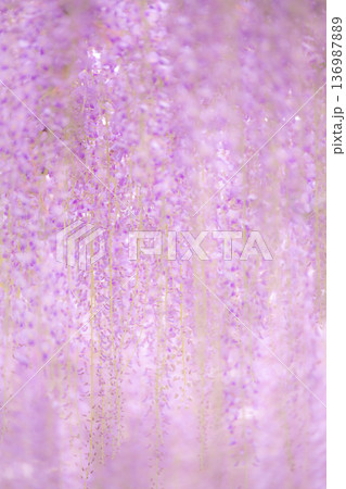 藤の花 イメージ 藤の花 イメージ 136987889