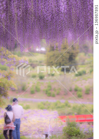 藤の花　イメージ 136987891
