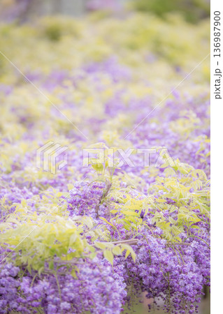 藤の花 イメージ 藤の花 イメージ 136987900