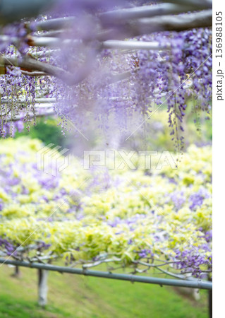 藤の花 イメージ 藤の花 イメージ 136988105