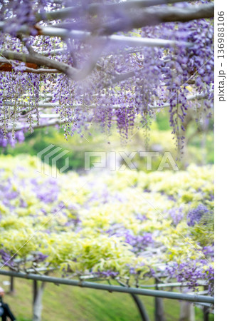 藤の花 イメージ 藤の花 イメージ 136988106