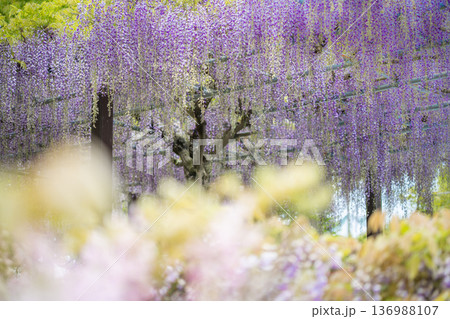 藤の花 イメージ 藤の花 イメージ 136988107