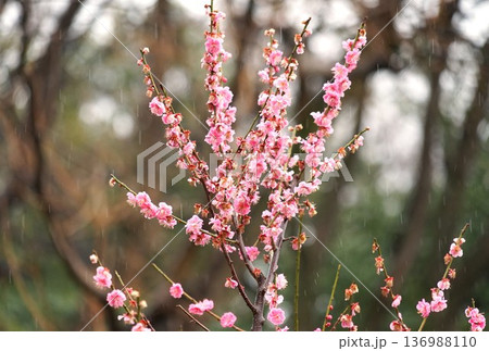 雨の日のピンク色の梅の花の風景 雨の日のピンク色の梅の花の風景 136988110