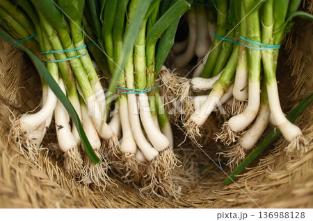 Fresh Green Garlic Bunch on Rustic Surface Fresh Green Garlic Bunch on Rustic Surface 136988128