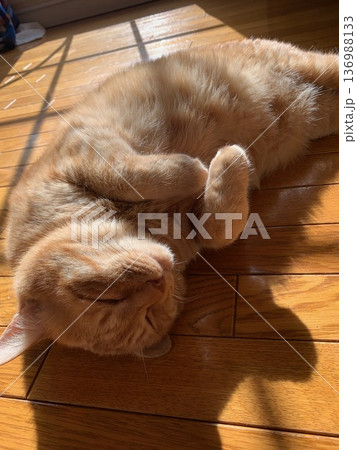 陽だまりで眠る茶トラ猫 陽だまりで眠る茶トラ猫 136988133