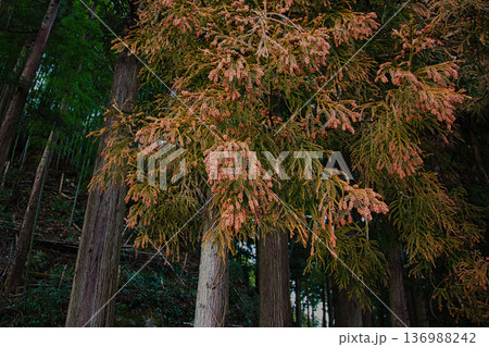 スギ花粉到来 136988242