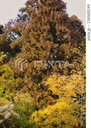 スギ花粉到来 スギ花粉到来 136988249