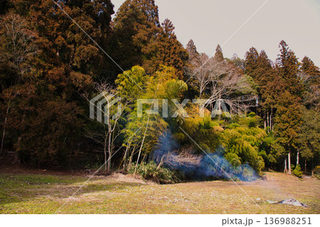 スギ花粉到来 スギ花粉到来 136988251