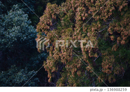 スギ花粉到来 スギ花粉到来 136988259