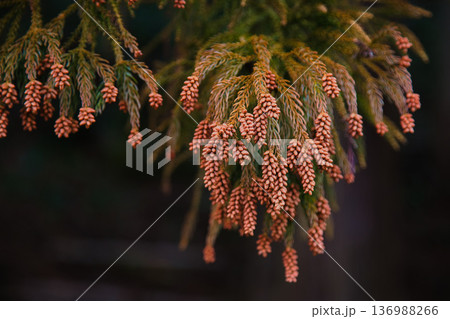 スギ花粉到来 スギ花粉到来 136988266