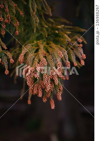 スギ花粉到来 136988267