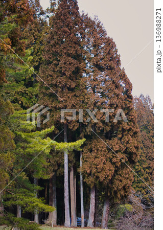 スギ花粉到来 スギ花粉到来 136988271