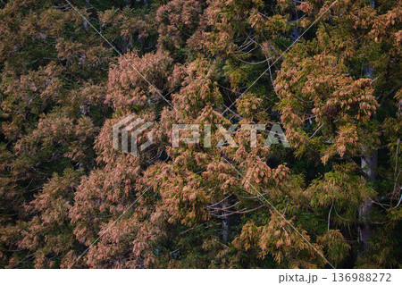 スギ花粉到来 スギ花粉到来 136988272