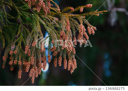 スギ花粉到来 スギ花粉到来 136988275