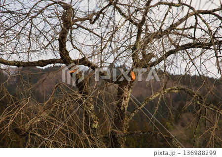 スギ花粉到来 136988299