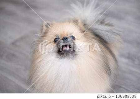 The Pameranian Spitz sits on the floor 136988339