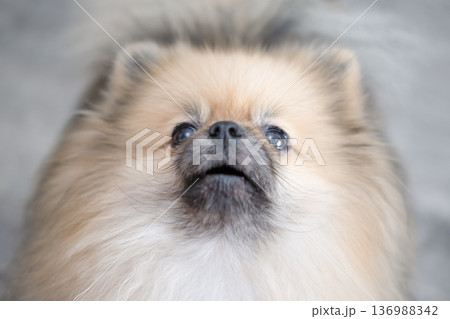 The Pameranian Spitz sits on the floor The Pameranian Spitz sits on the floor 136988342