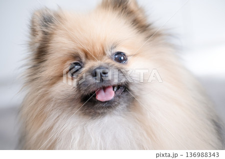 The Pameranian Spitz sits on the floor The Pameranian Spitz sits on the floor 136988343