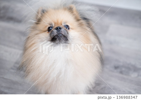 The Pameranian Spitz sits on the floor The Pameranian Spitz sits on the floor 136988347