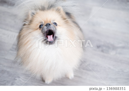 The Pameranian Spitz sits on the floor The Pameranian Spitz sits on the floor 136988351