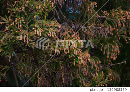 スギ花粉到来 スギ花粉到来 136988359