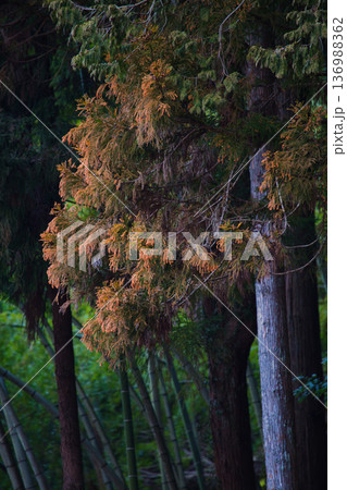 スギ花粉到来 スギ花粉到来 136988362