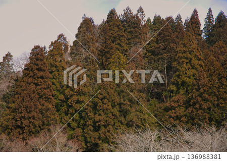 スギ花粉到来 136988381