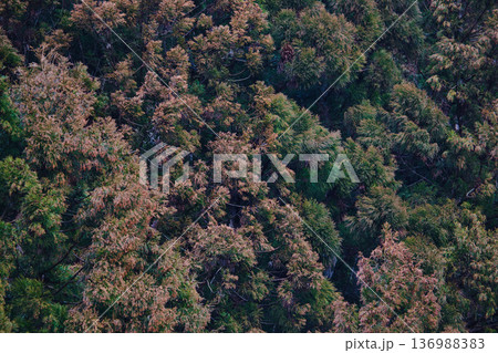 スギ花粉到来 スギ花粉到来 136988383