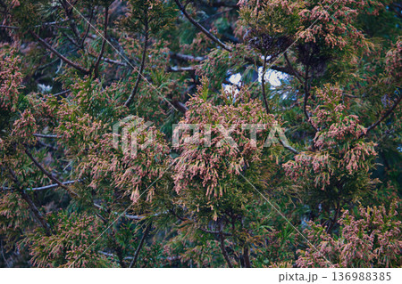 スギ花粉到来 136988385