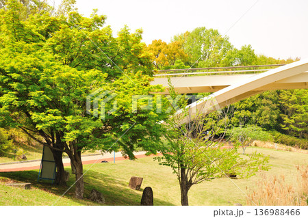 あいち健康の森公園の新緑 136988466