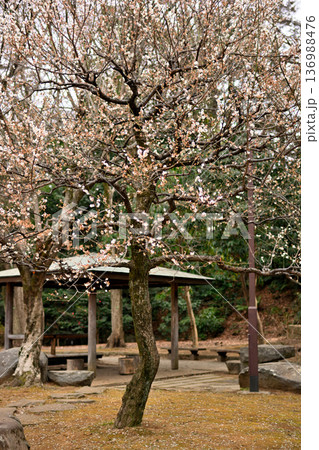 井の頭公園 紅白 梅の花 早春 井の頭公園 紅白 梅の花 早春 136988476