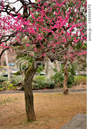 井の頭公園 紅白 梅の花 早春 井の頭公園 紅白 梅の花 早春 136988479