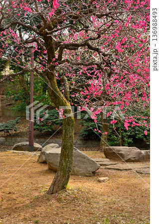 井の頭公園 紅白 梅の花 早春 井の頭公園 紅白 梅の花 早春 136988493