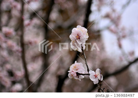 井の頭公園 紅白 梅の花 早春 井の頭公園 紅白 梅の花 早春 136988497