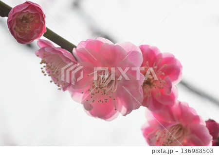 鮮やかなピンク色の八重咲きの紅梅 枝に並ぶ花 136988508