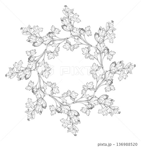 Wreath of the parsley. For packaging design, cards, cover, prints, product labels and fabric. Wreath of the parsley. For packaging design, cards, cover, prints, product labels and fabric. 136988520
