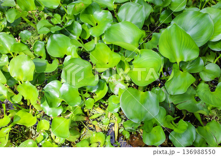 密生する水草 ホテイアオイ 密生する水草 ホテイアオイ 136988550