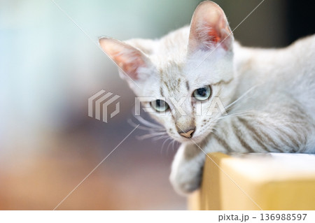 Cute cat is top carton box on blurry background. Cute little kitten is sitting and looking above the box. Cute cat is top carton box on blurry background. Cute little kitten is sitting and looking above the box. 136988597