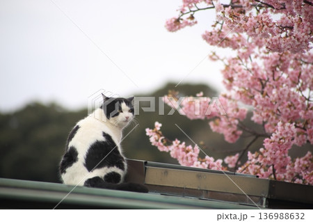旅先で見かけたかわいいノラ良猫 旅先で見かけたかわいいノラ良猫 136988632