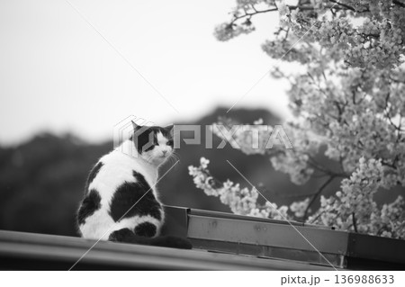 見つめる猫 136988633