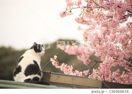 旅先で見かけたかわいいノラ良猫 136988638