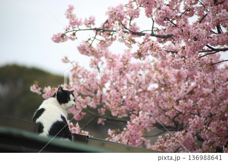 猫と桜のある風景 猫と桜のある風景 136988641
