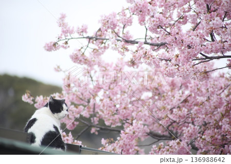 見上げる猫 136988642