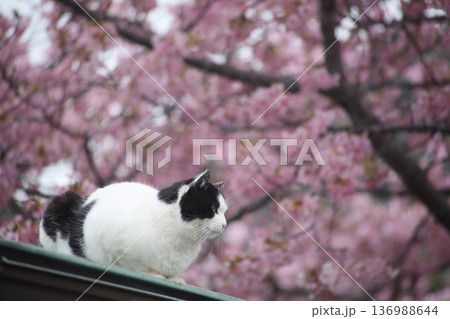 河津桜の中で眠る猫 136988644