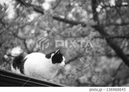見上げる猫 見上げる猫 136988645