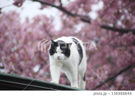 河津桜の中で日向ぼっこする猫 河津桜の中で日向ぼっこする猫 136988648
