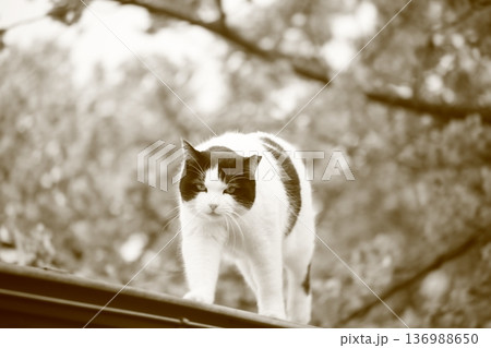 旅先で見かけたかわいいノラ良猫 136988650