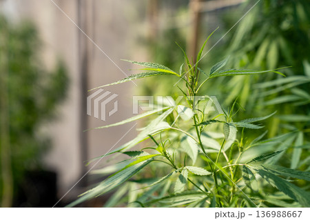 A lush marijuana plant  with stem and leaves under the sunshine. A herbal plant used for medical purposes to make the medicine. A weed plant for smoking and making drugs. 136988667