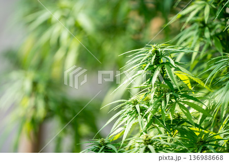 A lush marijuana plant  with stem and leaves under the sunshine. A herbal plant used for medical purposes to make the medicine. A weed plant for smoking and making drugs. 136988668