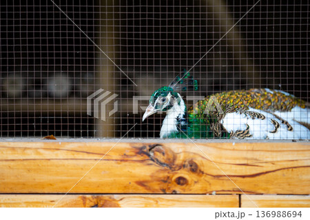 bright peacock head is a stunning sight to behold. The vibrant colors and intricate details of the feathers are clearly visible, showcasing the beauty and majesty of this stunning bird 136988694